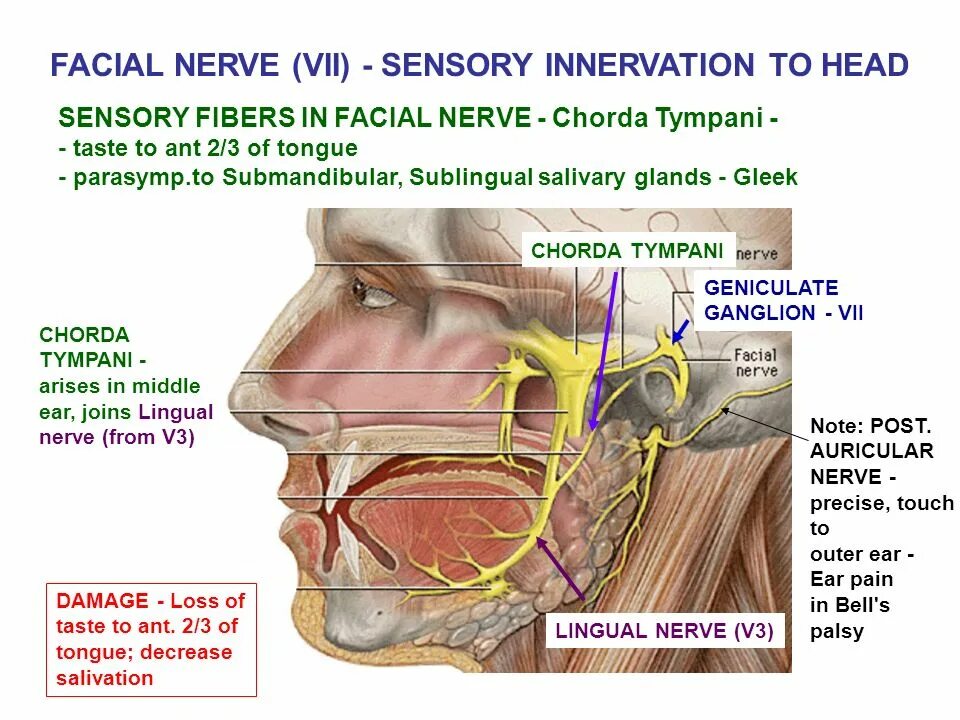 Лицевой нерв. Ветви лицевого нерва в пирамиде. Лицевой нерв анатомия. Хорда тимпани иннервация. Лицевой нерв тесты
