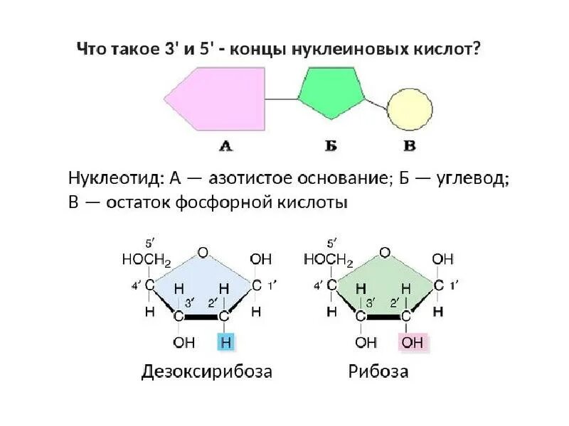 Фрагмент начала
