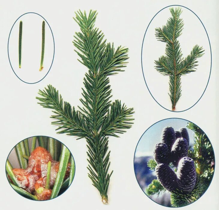 Буквы пихта. Буквы пихта. Хвойный лапник сосны. Сосна ель лиственница шишки. Пихта корейская фрости.