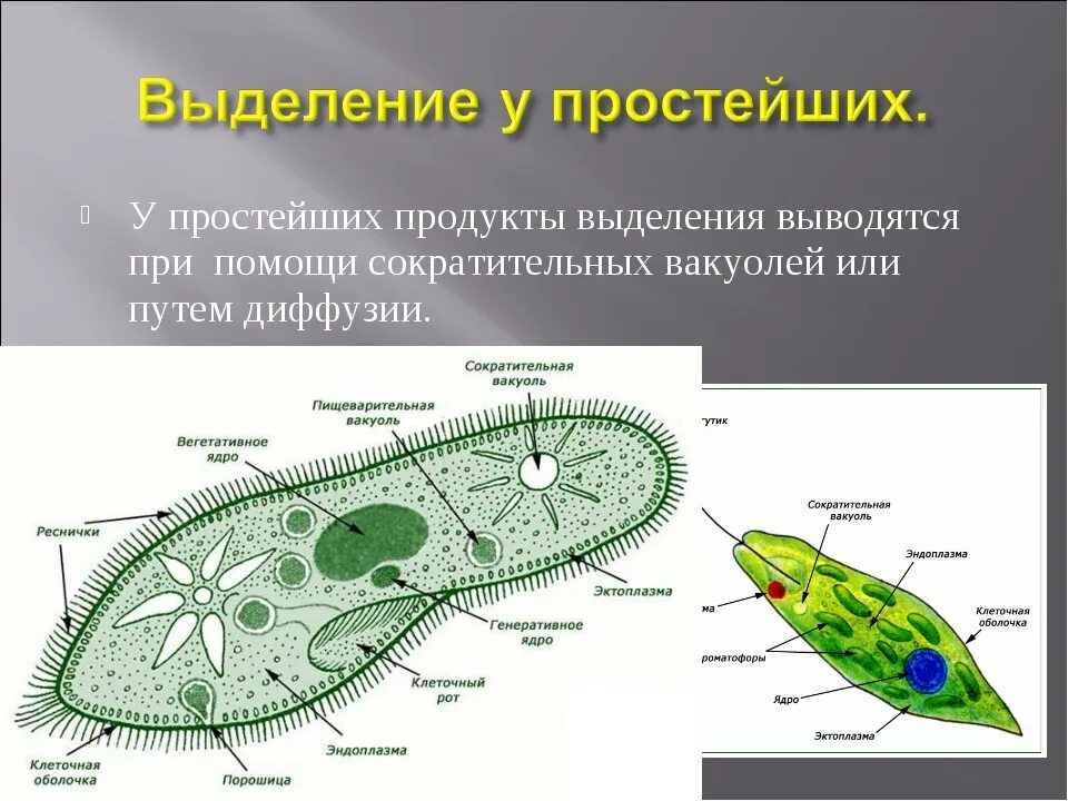 Пили у простейших. Сократительные вакуоли инфузории. Выделительная вакуоль простейших. Сократительная вакуоль протистов. Сократительные вакуоли инфузории туфельки.