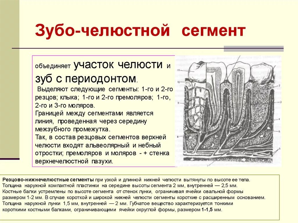 Зубочелюстные сегменты. Зубочелюстные сегменты верхней челюсти. зубочелюстные сегменты верхней и нижней челюсти. зубные сегменты челюсти. резцово челюстные сегменты.