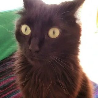 Кот с глазами в разные стороны