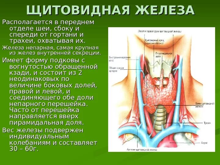 Где располагается гортань