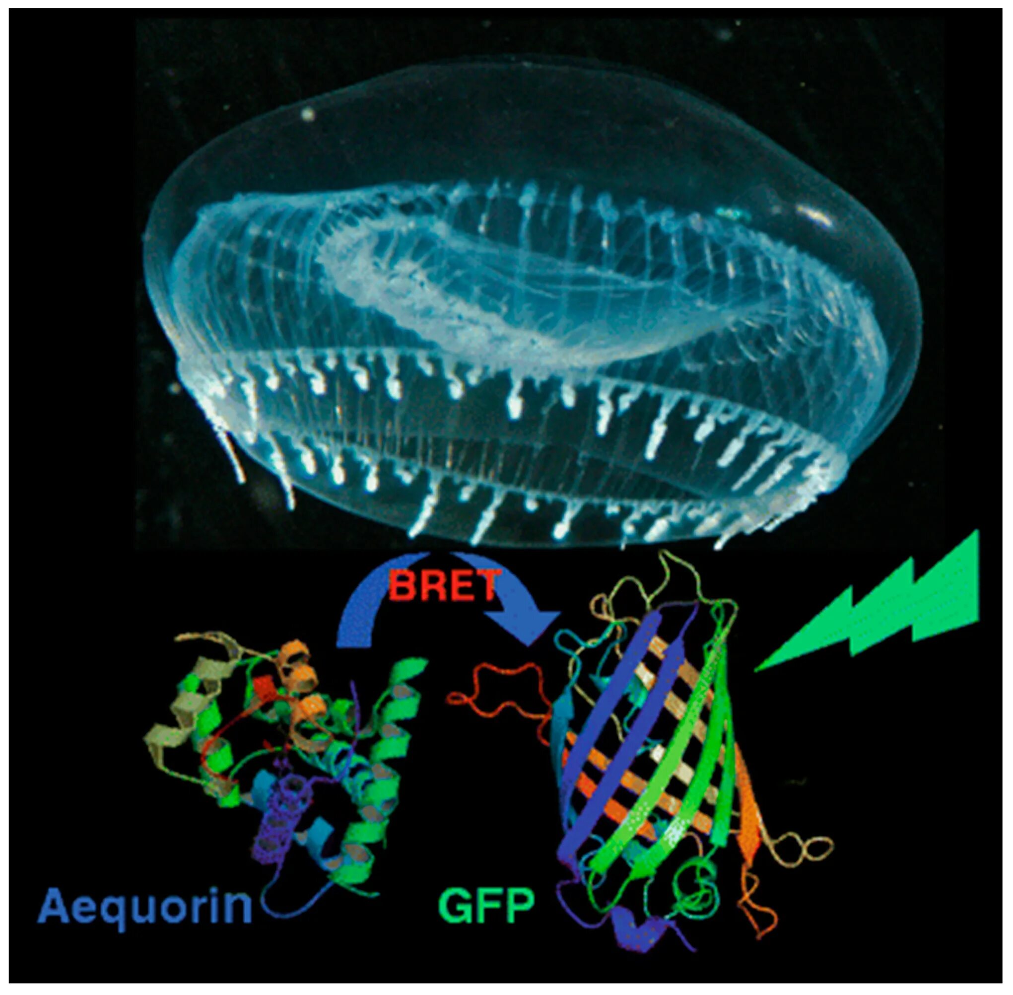 Медузы. Золотая медуза. Aequorea victoria (медуза-кристалл). Биолюминесценции медузы aequorea victoria. Наноантитело и флуоресцентный белок.