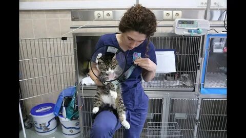 Подобранный котенок что делать
