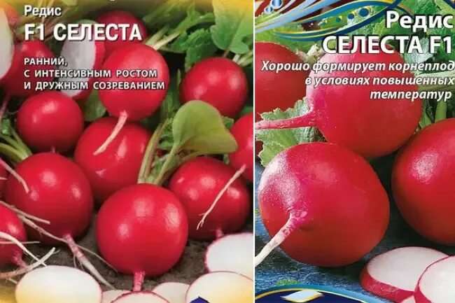 Редис селеста описание сорта отзывы. Редис селеста f1. редис селеста f1 описание. редис черриэт. селеста редис описание сорта.
