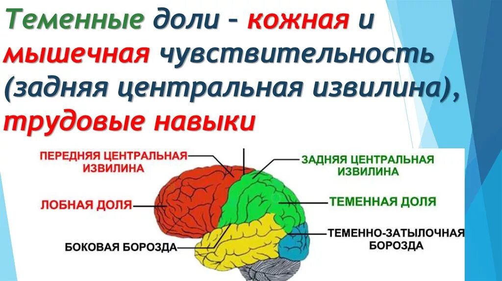 Задняя Центральная извилина головного мозга. Извилины теменной доли. Центр мышечного чувства