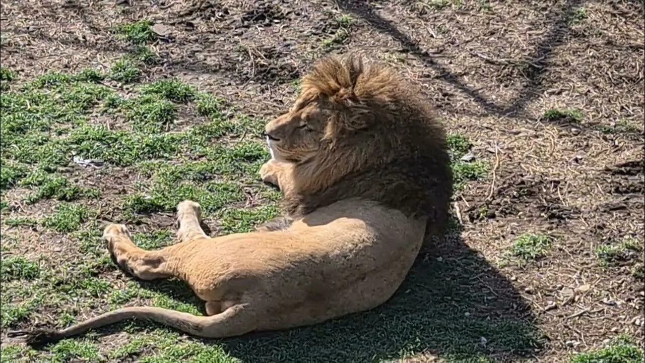 Парк львов тайган. Парк тайган олег зубков. Тайган олег зубков свадьба. Жив степка живи тайган. Жив степка живи тайган.