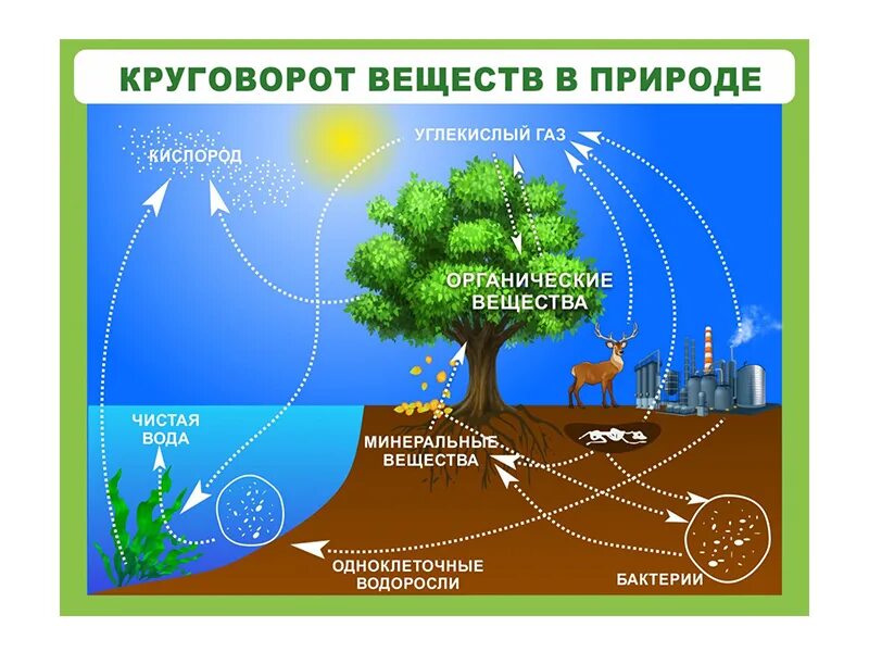 Дополни цепочку биологического круговорота недостающим звеном. Круговорот углерода в биосфере. Схема круговорота веществ в природе география 6. Круговорот углерода рисунок легкий. Схема биологического круговорота веществ.