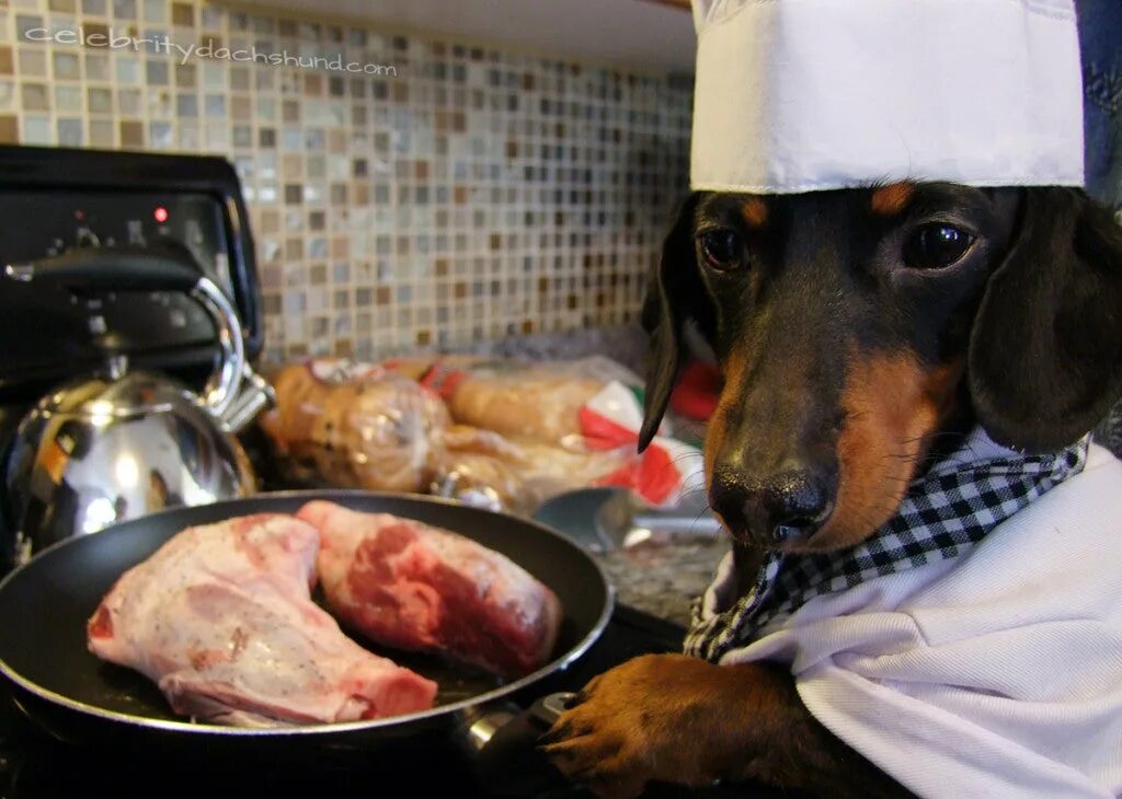 Собака повар. Собака готовит.