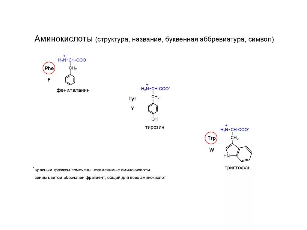 Группа входящие в состав аминокислот. Молекулярный состав аминокислоты. Аминокислоты структура фенилаланин. Строение аминокислот. Состав и строение аминокислот.