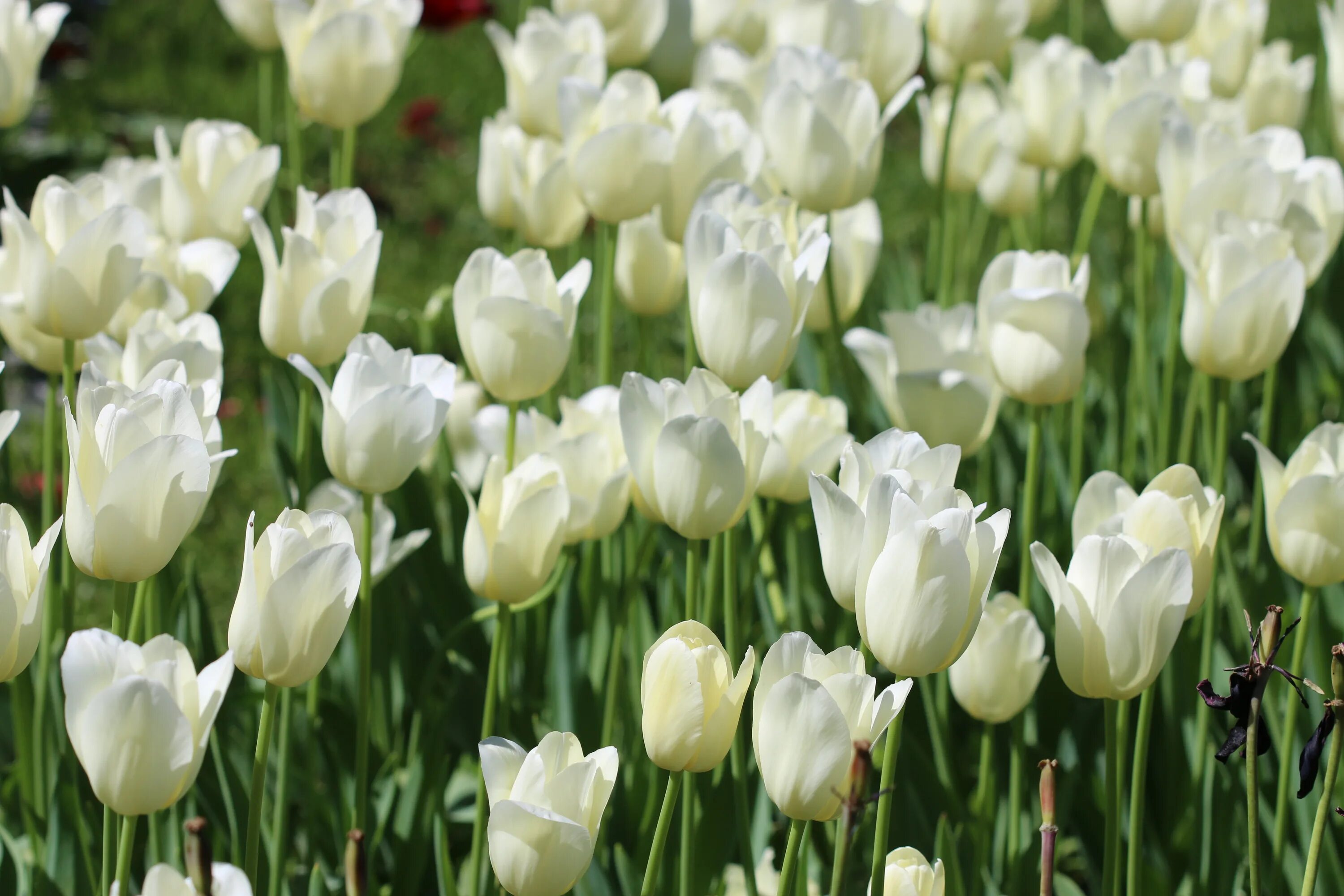 White tulip. Тюльпан вайт династия. тюльпан white dynasty. тюльпан сноу хилл. agrass white тюльпан.