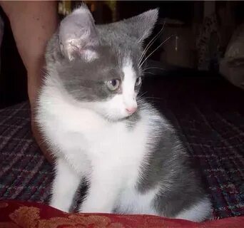 Большой бело серый кот