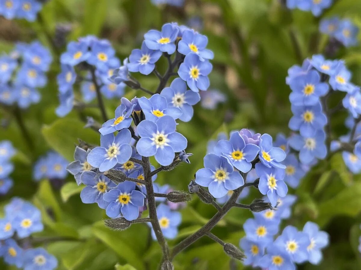 Незабудка мелкоцветковая (Myosotis micrantha).. Незабудка Садовая голубая многолетняя. Незабудка Полевая (Myosotis arvensis). Незабудка Лесная Myosotis sylvatica. Незабудка отдых