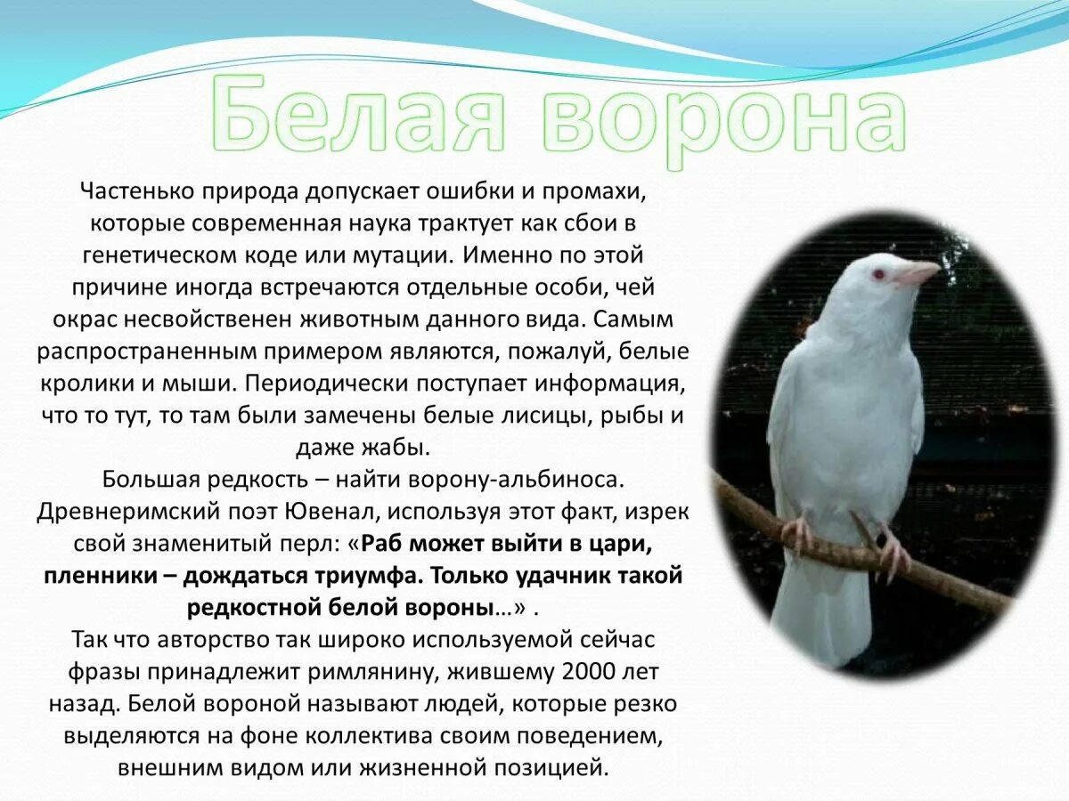 Издательство белая ворона логотип. Белая ворона. Белая ворона. Магазин белая ворона. Магазин белая ворона.