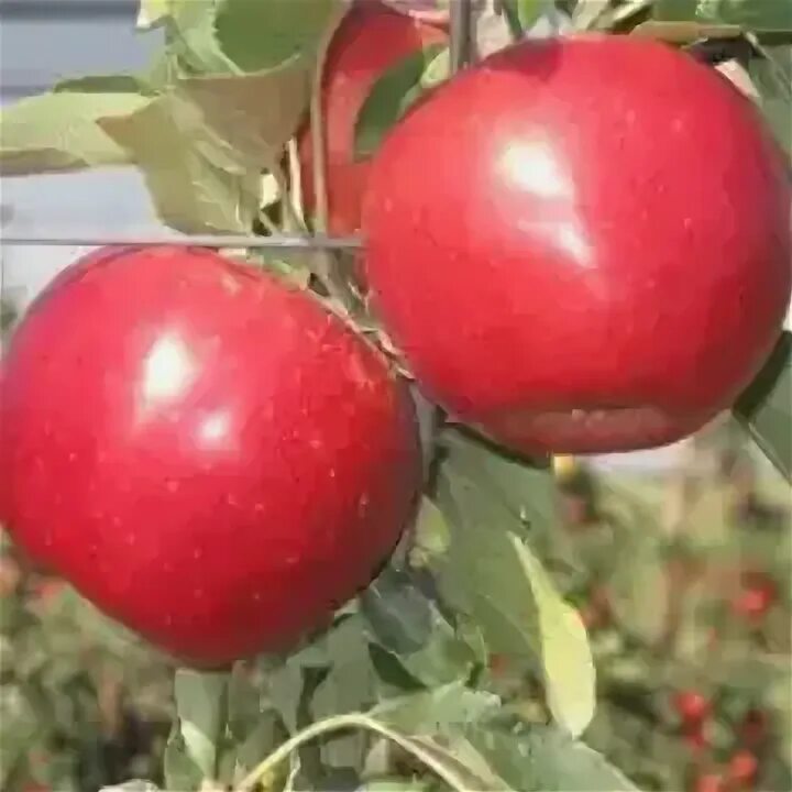 Яблоня Гала Барон. Гала урожайность