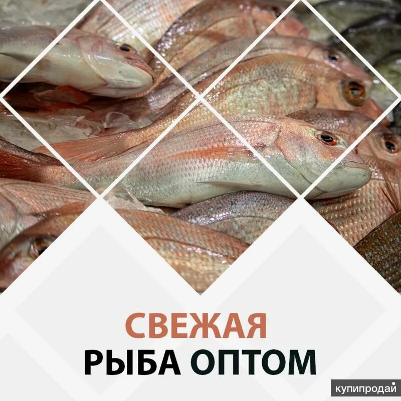 Купить свежую рыбу оптом