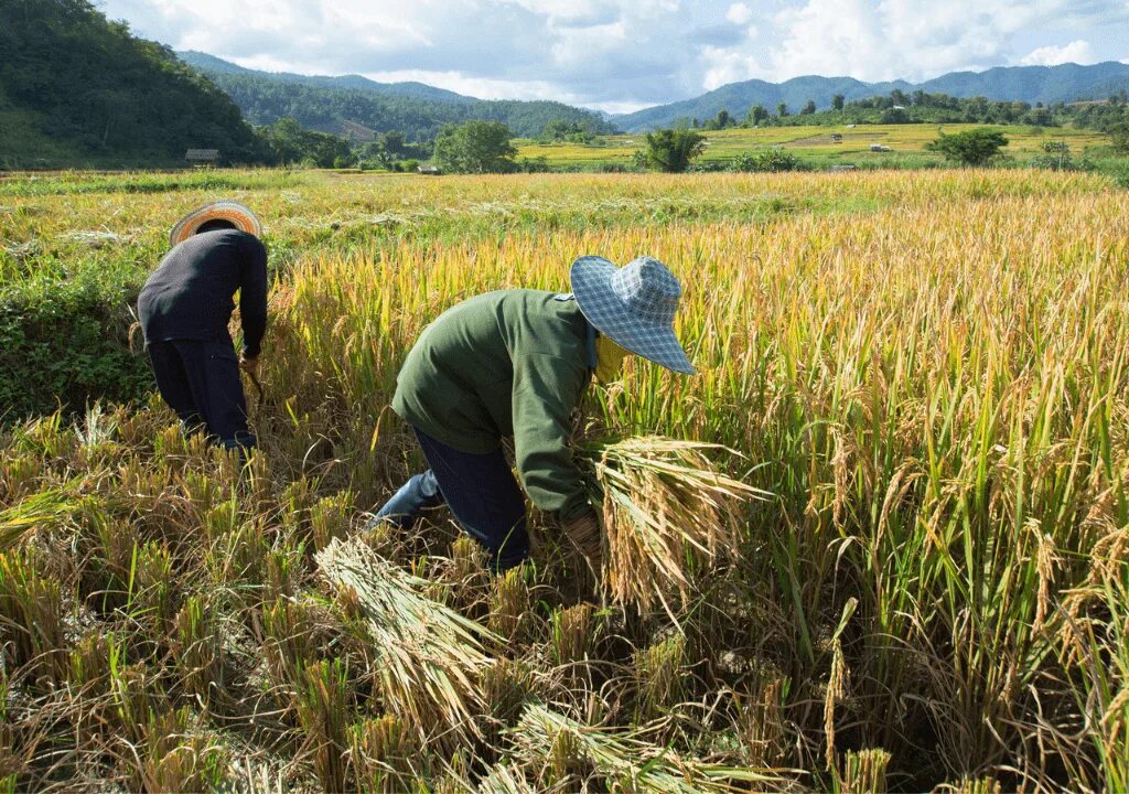 In northern india they harvest their