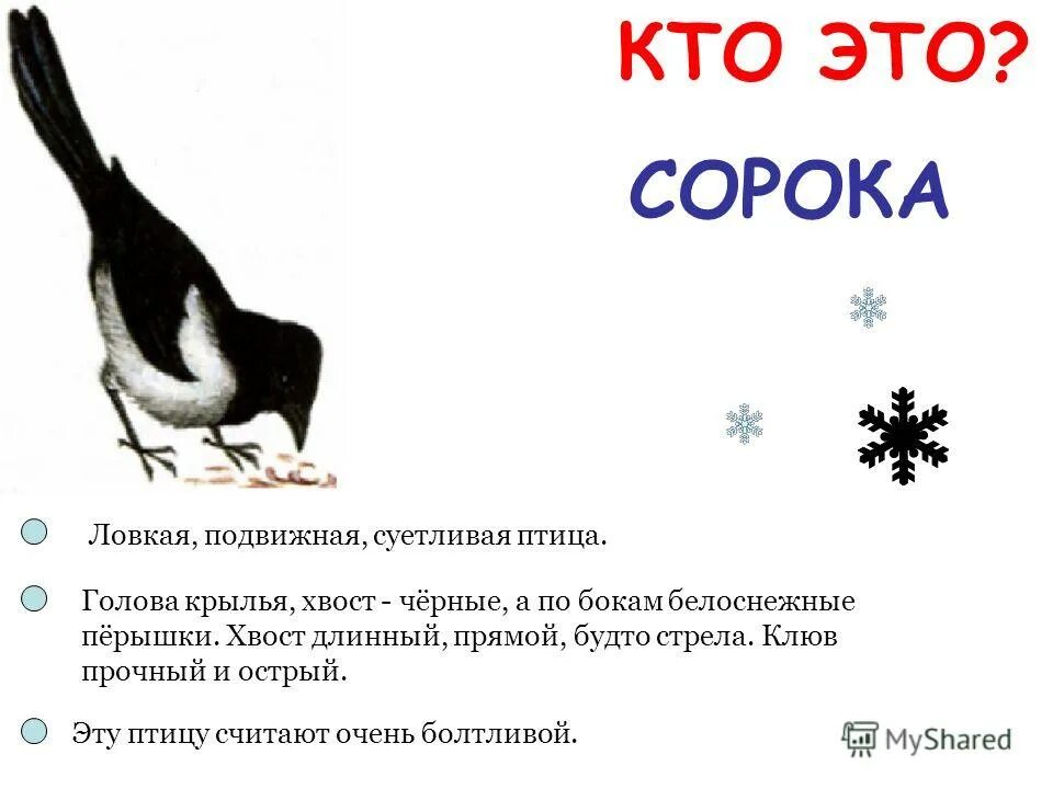 у какой птицы по бокам перышки