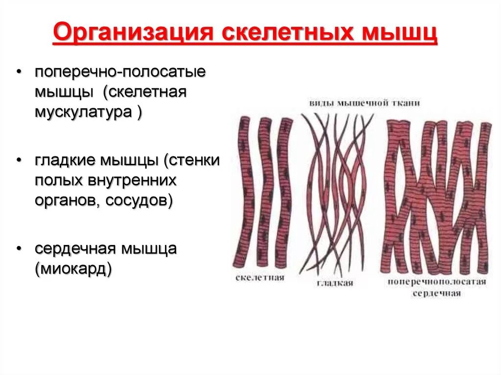 Механизм сокращения поперечно полосатой мышечной ткани. Поперечно Скелетная мышечная ткань. Строение поперечно полосатой скелетной мышечной ткани. Поперечнополосатая Скелетная мышечная ткань строение. Отличие гладкой и поперечно полосатой ткани