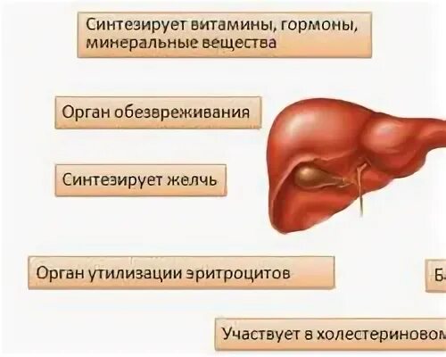 Барьерную функцию в организме выполняют печень. Орган выполняющий барьерную функцию в организме человека. печень выполняет барьерную функцию. барьерная роль печени в организме человека. барьерная функция в организме человека выполняет.