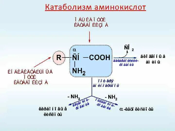 Общие пути катаболизма аминокислот. Общие пути катаболизма аминокислот. Этапы катаболизма белков биохимия. Общие пути катаболизма аминокислот. Общая схема катаболизма аминокислот.
