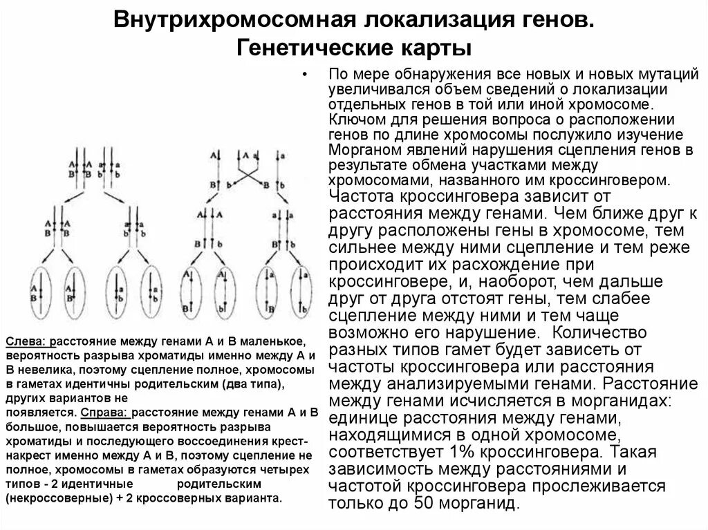 Группа генов расположенных в одной хромосоме. Задача на кроссинговер с генетическими картами. Ген схема локализации. Локализация Гена в хромосоме. Локализация генов в хромосомах.