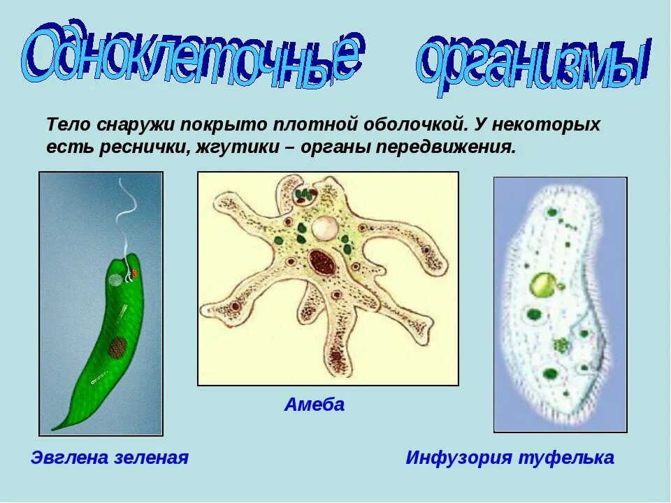 Названия простейших животных. Эвглена зеленая одноклеточных животных. Одноклеточные организмы эбоена зеленая. Эвглена зеленая амеба и инфузория. Одноклеточные животные эвглена зеленая.