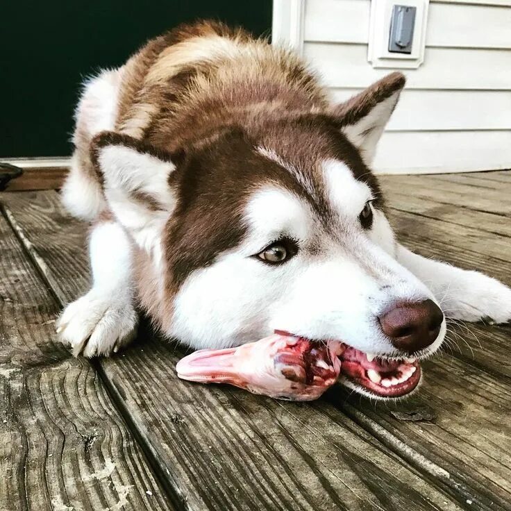 Три хаски. Сибирский хаски злой. Сибирский хаски злой. Сибирский хаски породы собак. Сибирский хаски пегий.