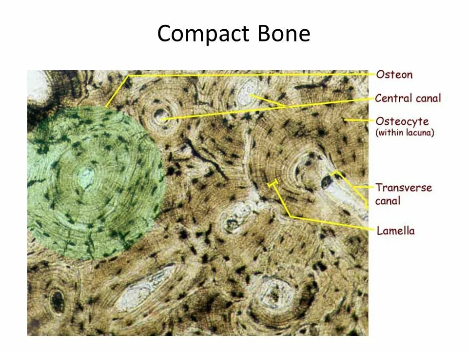 Пластинчатая костная ткань под микроскопом. Пластинчатая костная ткань препарат гистология. Шлиф кости гистология. Пластинчатая костная ткань поперечный шлиф.