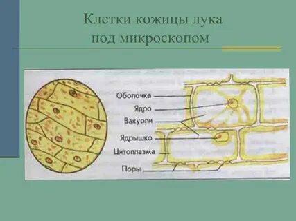 Клетка в луке