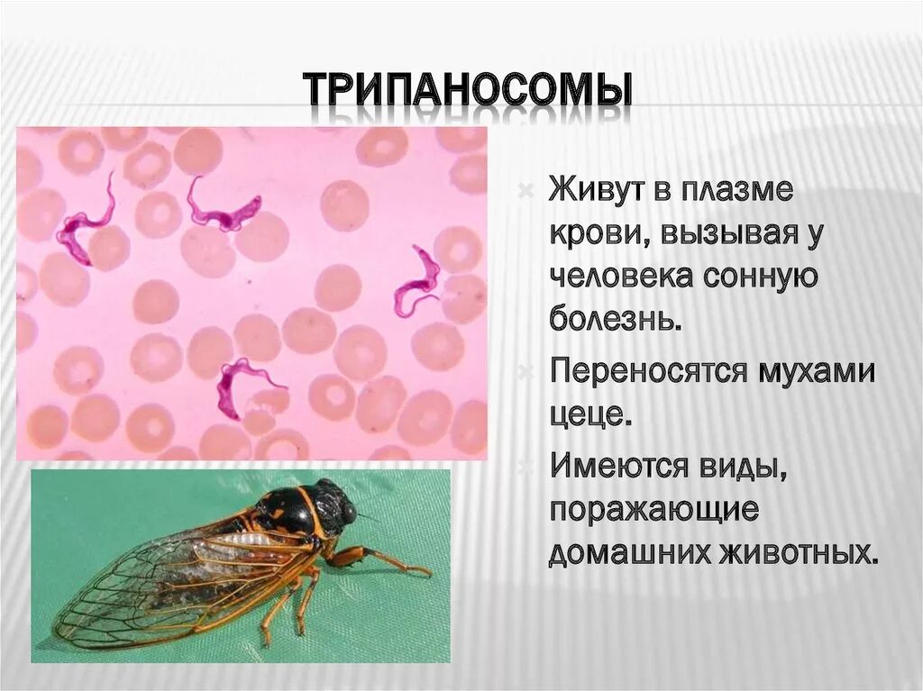 Трипаносомы. Трипаносомы презентация. Трипаносомы это простейшие. Виды трипаносом. Основной хозяин муха цеце основной хозяин человек