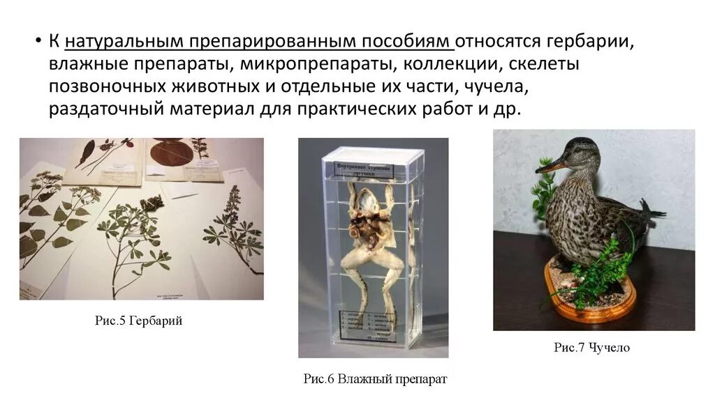 К наглядным пособиям относятся Наглядные методы и их характеристика: найдено 90 изображений