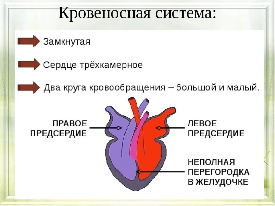 Строение сердца пресмыкающихся. Неполная перегородка в желудочке сердца у рептилий. У земноводных трехкамерное сердце с неполной перегородкой. Трехкамерное сердце пресмыкающихся.