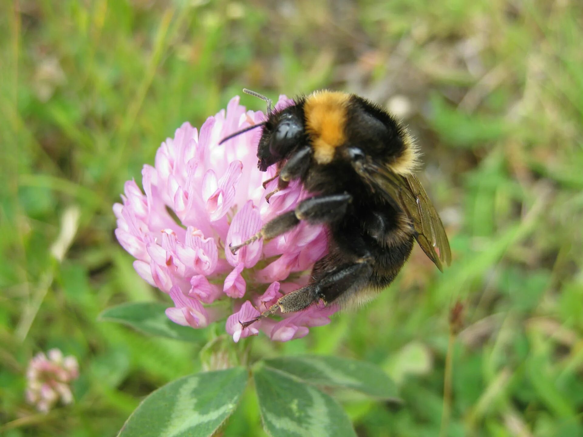 Шмель Шренка – Bombus schrencki. Шмель подземный - Bombus subterraneus. Bombus pratorum-Шмель Луговой. Шмель необыкновенный (Bombus paradoxus).