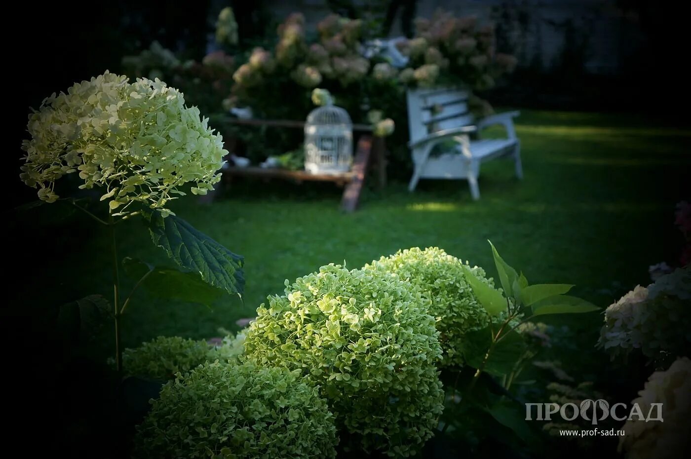 Сад анны федосовой. Прекрасный сад светланы и сергея дикуновых. Soon garden. Профсад проект замечательные сады. Сад светланы скоро.