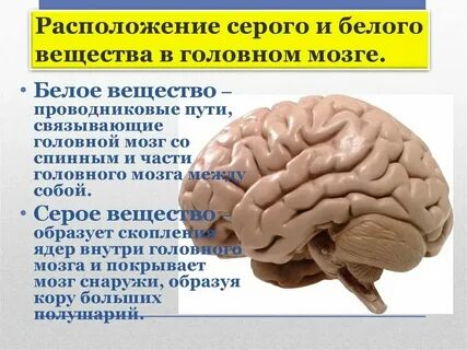 Серое вещество мозга что делает