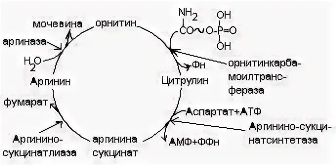 Синтез аминокислоты аргинина цикл мочевинообразования. Общая схема путей распада аминокислот. Аминокислоты мочевина. Схема орнитинового цикла мочевинообразования. Транспортные формы аммиака биохимия.