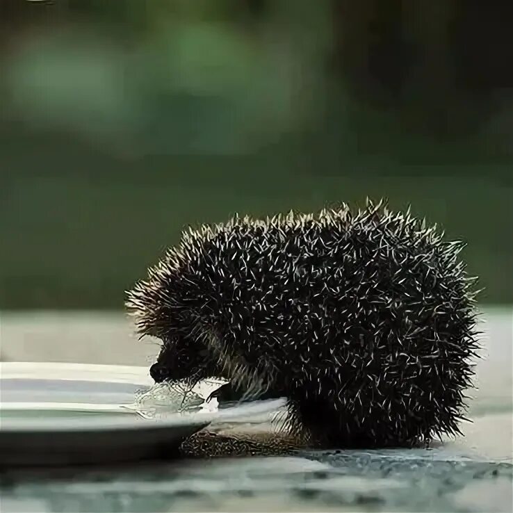 Можно ли ежикам сыр