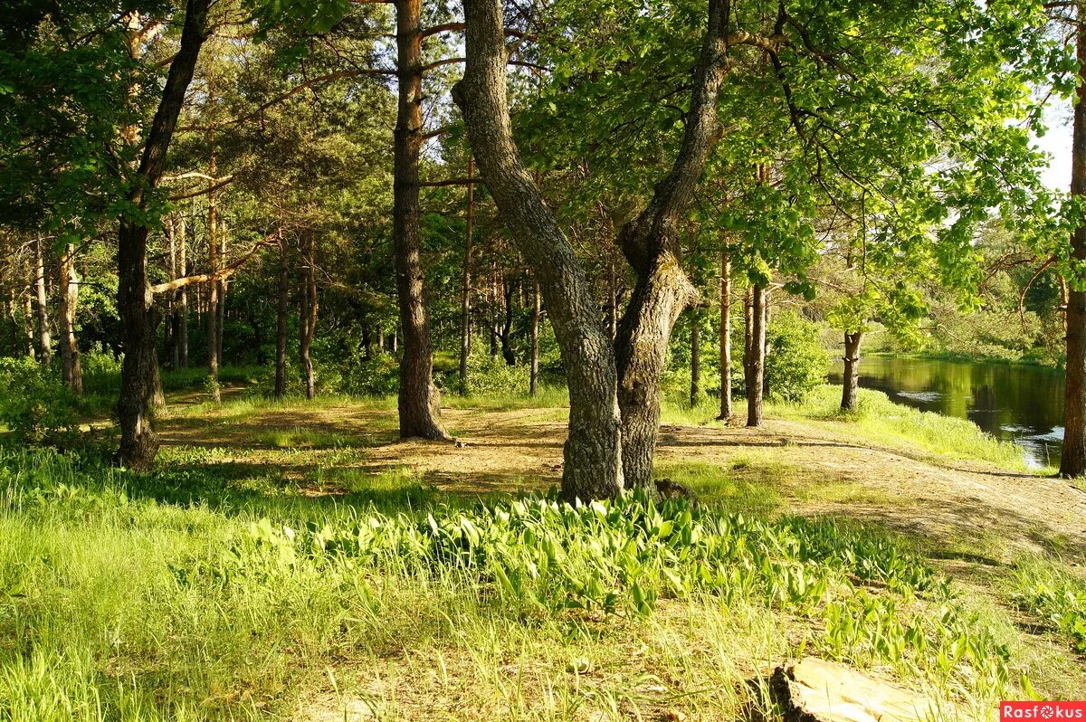 Где шумят дубравы. Дубы терлецкая дубрава. Дубки дубовая роща коростово. Где шумят дубравы. Дубрава шумит.