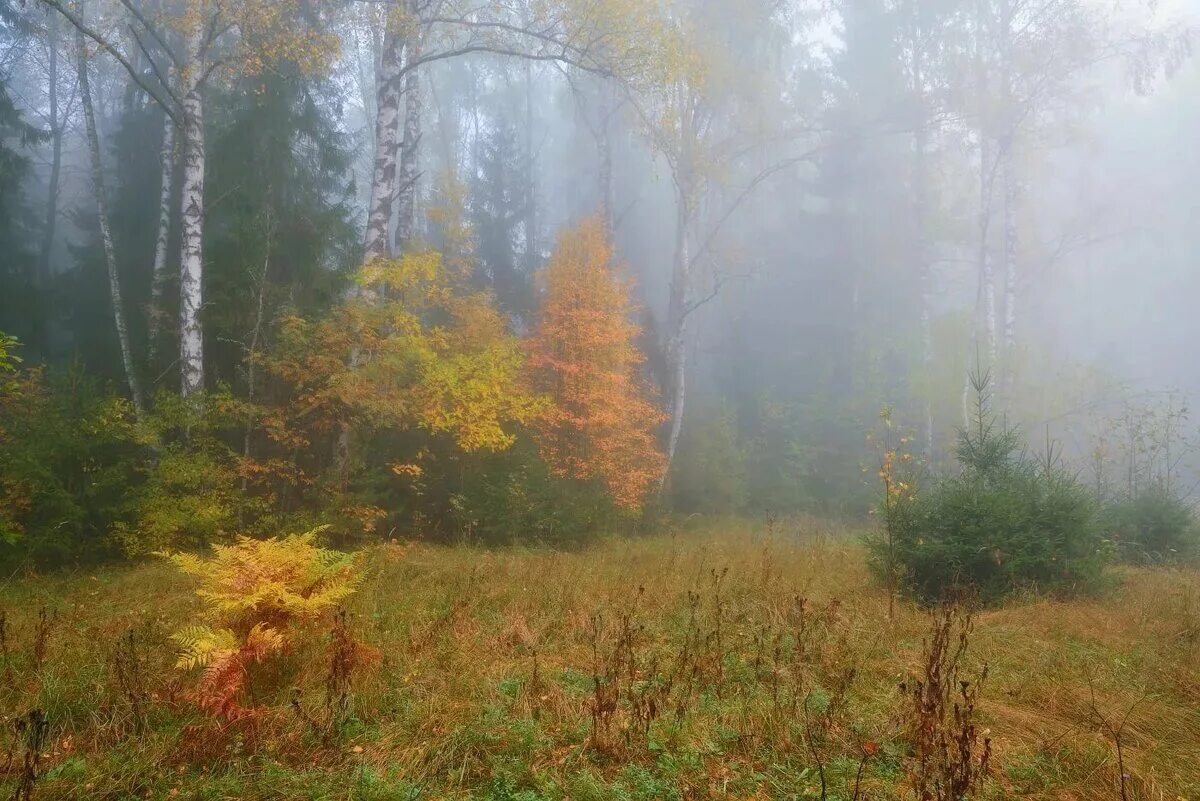 В лесу было тихо но в поле. Ранняя осень. Сентябрь в лесу. Осенний лес. Туман осенью.