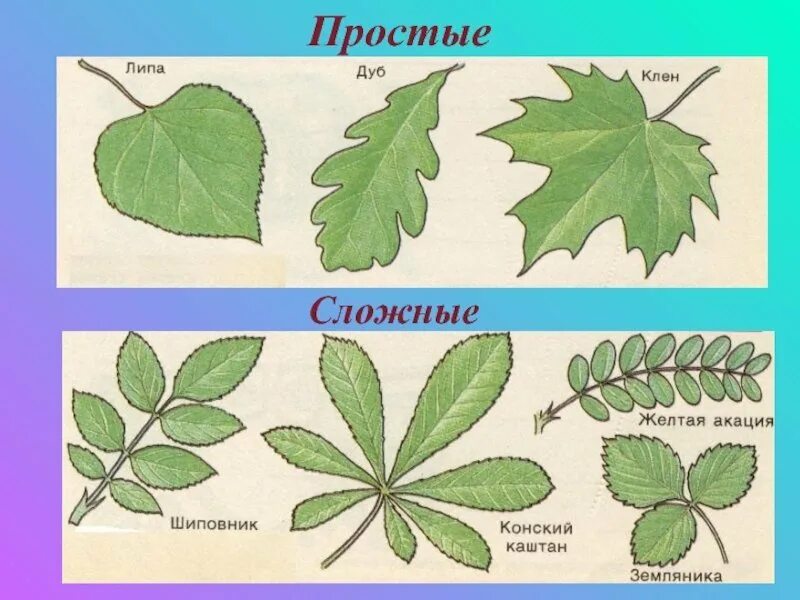 Простые листья и сложные листья. Лист простой и сложный рисунок. Растения с простыми листьями. Простые и сложные листья растений. Какой лист называют сложным