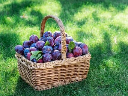 Рассказ карбозина алыча