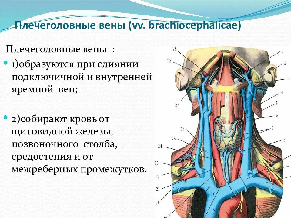 Правая подключичная вена. Подключичная Вена верхняя полая Вена. Плечеголовные вены их топография. Плечеголовные вены анатомия.