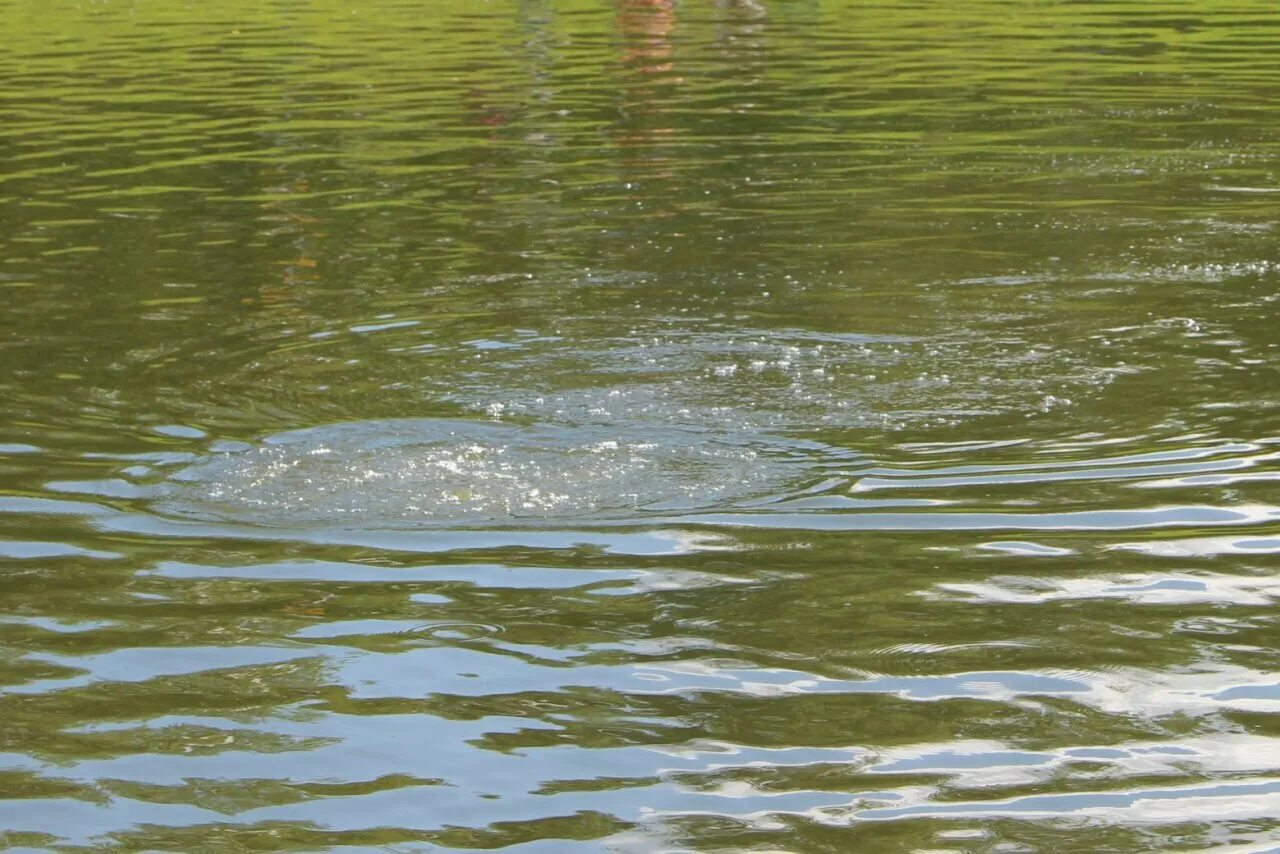 В башкирии вода. Вода озеро. купаются в пруду. водоем башинформ. белое озеро башкирия.