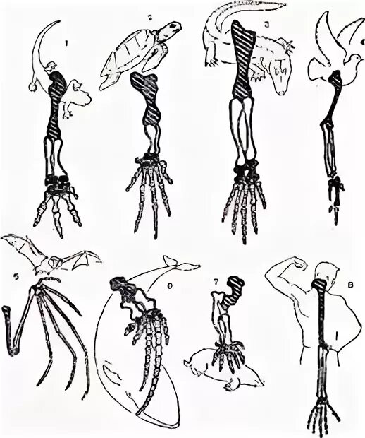 Скелет парных конечностей млекопитающих. Скелет задней конечности млекопитающих. Скелет пояса верхних конечностей млекопитающих. Конечности передняя и задняя крокодила. Скелет парных конечностей млекопитающих.