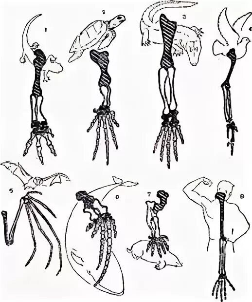 Парные конечности. Скелет парных конечностей у рыб. Гомологические органы конечностей животных. Парные конечности позвоночных. Скелет парных конечностей