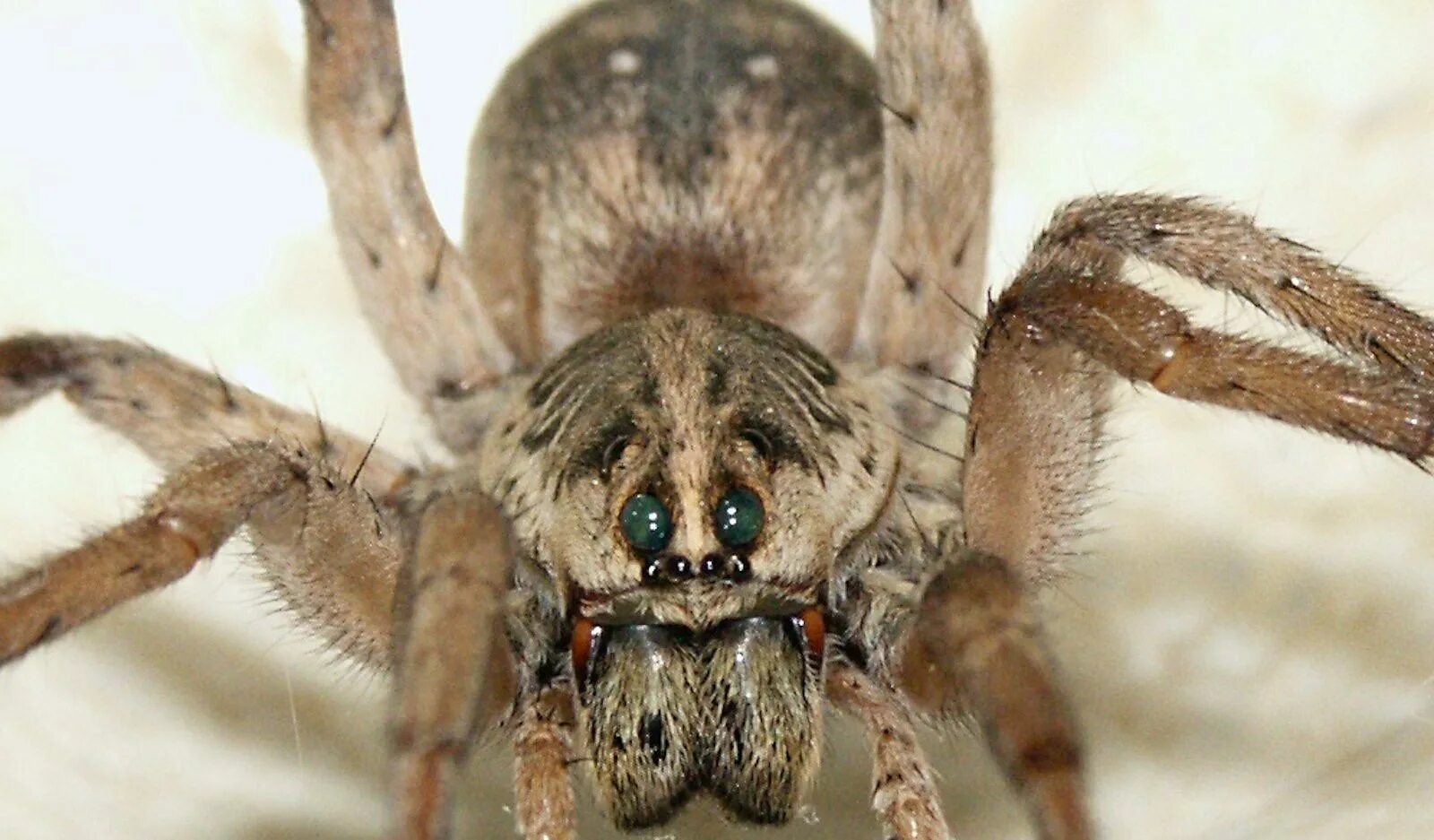 Тарантул Lycosa Narbonensis. Хелицеры паука волка. Тарантул паук волк. Южнорусский Тарантул хелицеры. Пауки волки опасен ли для человека