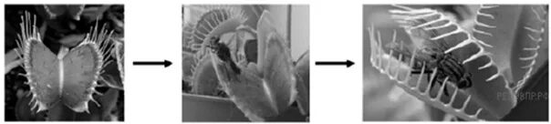 На рисунке изображена венерина мухоловка захватывающая насекомое. Биологический эксперимент мухоловка. Какое свойство живых систем иллюстрирует Венерина мухоловка. Свойство живых организмов иллюстрирует данное явление. Ловчий аппарат растения Венерина общее свойство.
