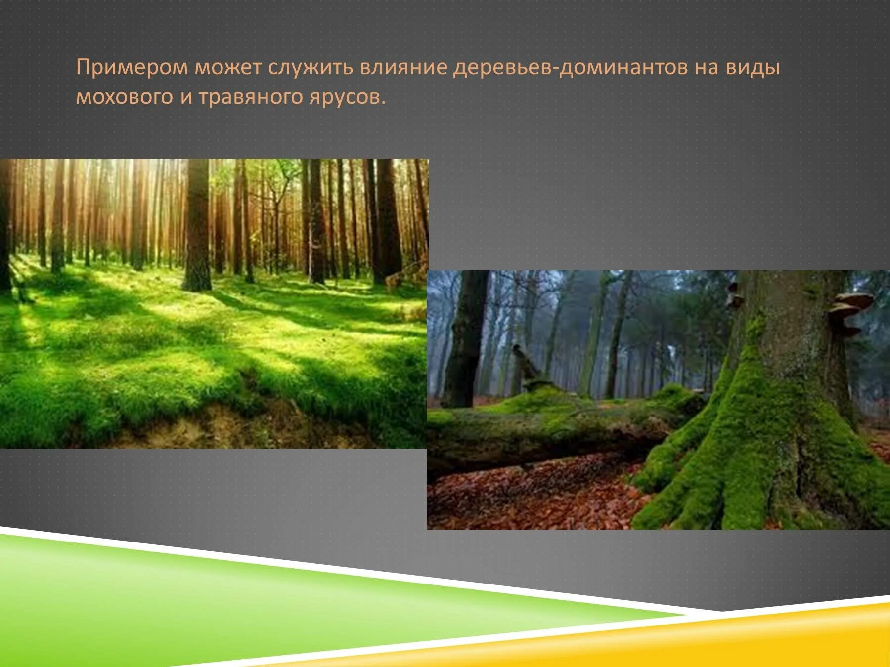 На примере можно увидеть. 3. Аменсализм. Аменсализм ель и травы. Аменсализм взаимоотношения. Аменсализм Тип взаимоотношений.